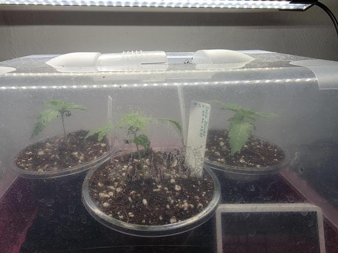 Grow Habits. Week 0 - Alle wurden von durchgewurzelten RootRiots in 75%/25% UGro Rhiza/Perlit eingesetzt