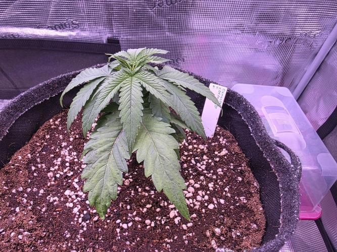 Grow Habits. Week 1 - Elementz