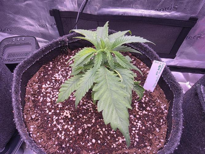 Grow Habits. Week 1 - Calamansi Crystal Candy