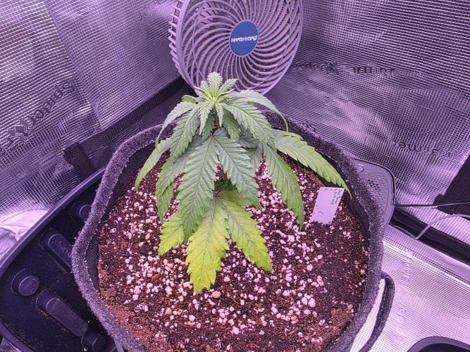 Grow Habits. Week 1 - Coco Jambo