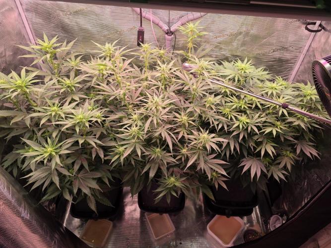 Grow Habits. Week 3 - ppfd: 850