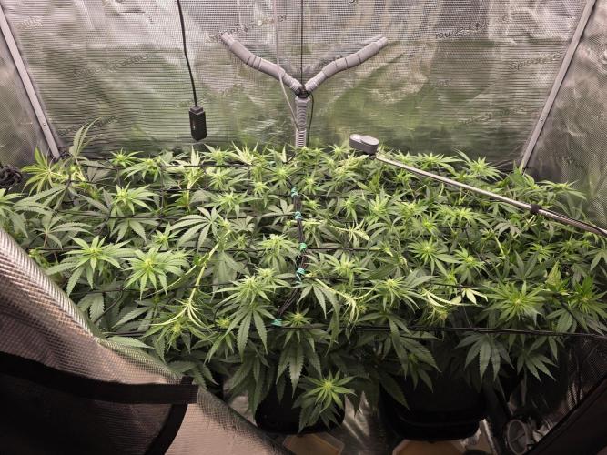 Grow Habits. Week 3 - 22.9