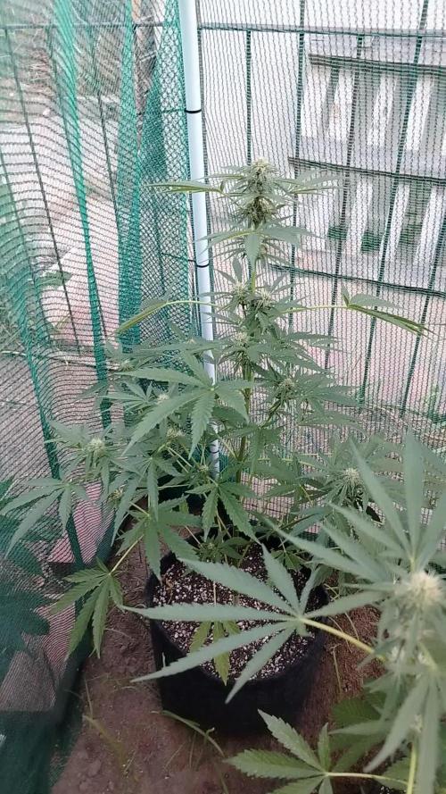 Outdoor Alien Kush Auto
