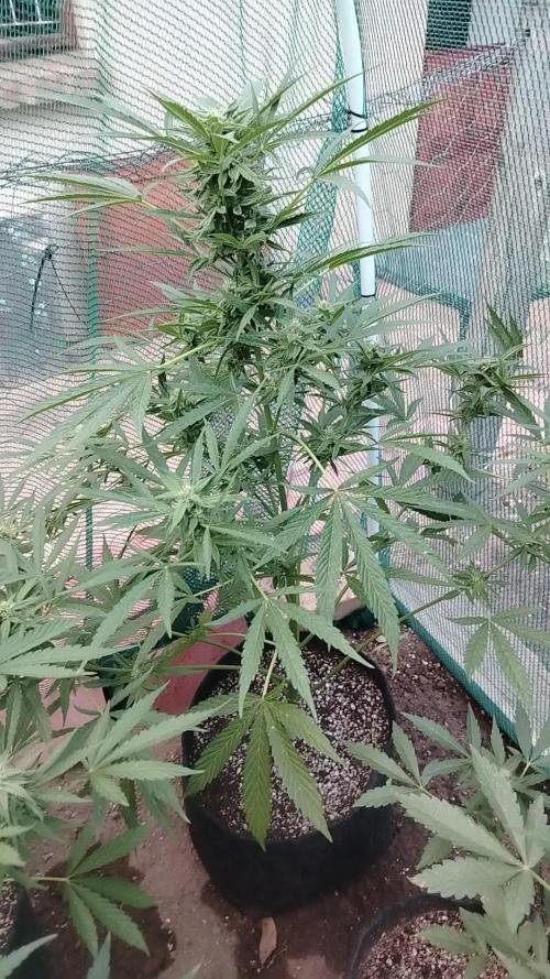 Outdoor Alien Kush Auto