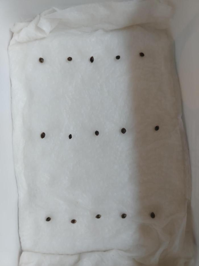 Doctors Choice Run. Week 0 - Paper toweled them seeds and the next day taproots were showing roots 