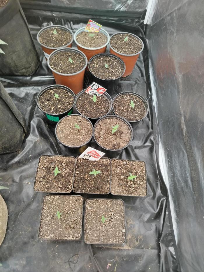 Doctors Choice Run. Week 1 - Up and on the way !!!