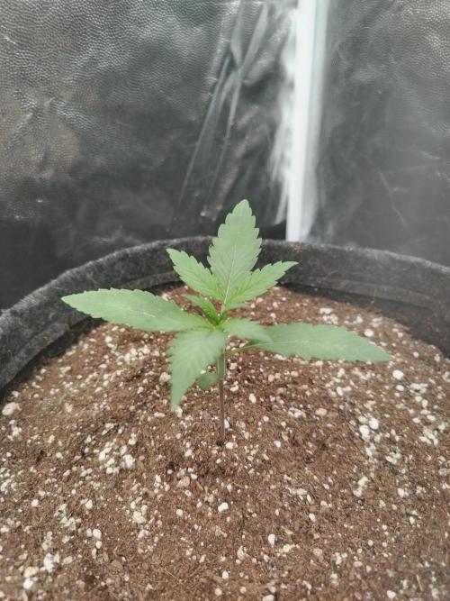 Greenthumb Genetics. Week 3