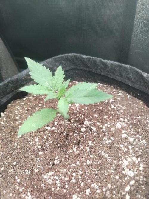 Greenthumb Genetics. Week 3