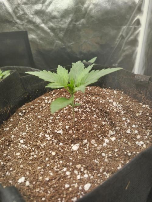 Greenthumb Genetics. Week 3