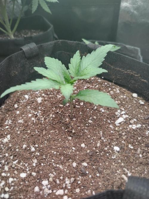 Greenthumb Genetics. Week 3