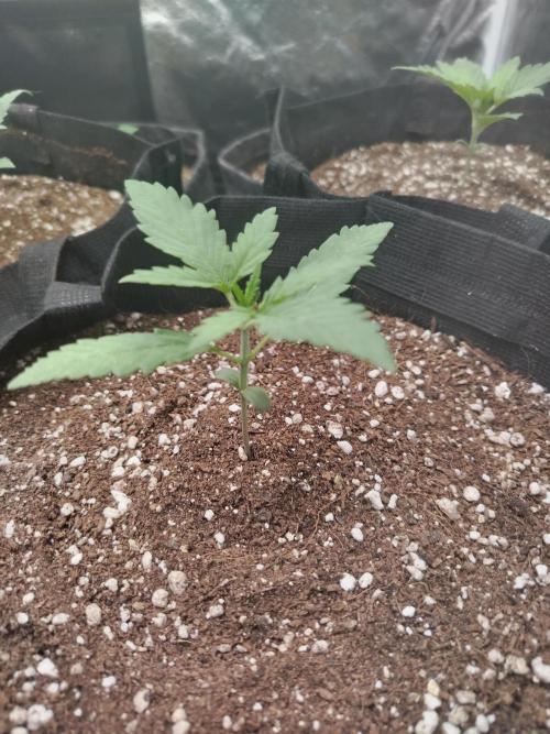 Greenthumb Genetics. Week 3