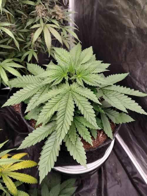Papaya Sherbet. Week 1
