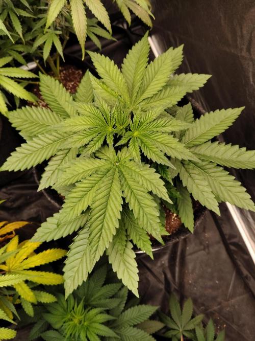 Papaya Sherbet. Week 1
