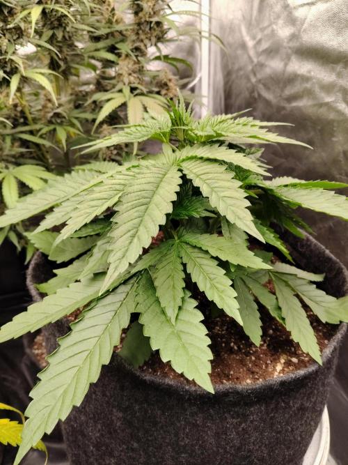 Papaya Sherbet. Week 1