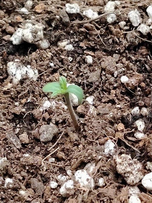 Terpgod Genetics Run. Week 0