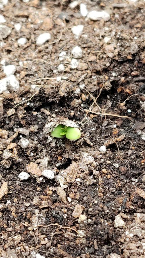 Terpgod Genetics Run. Week 0
