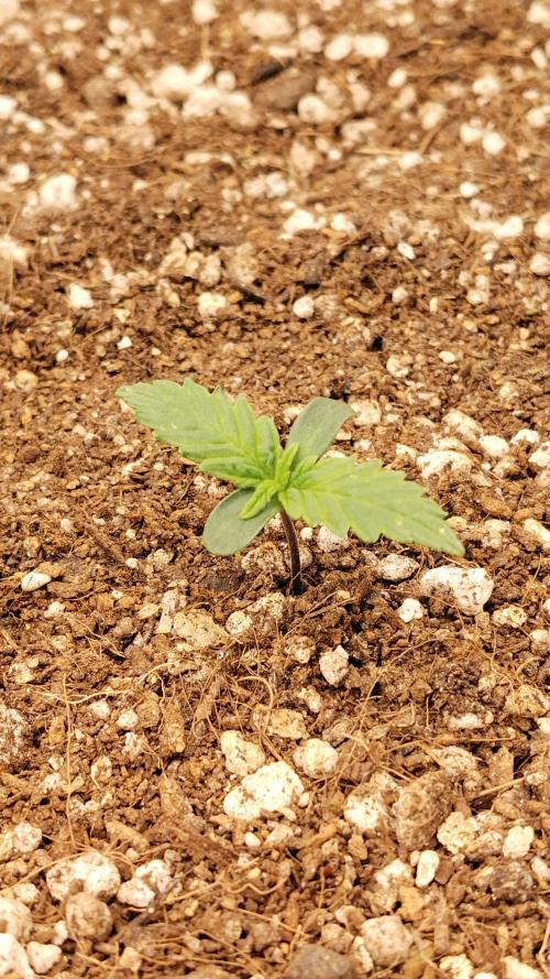 Terpgod Genetics Run. Week 1