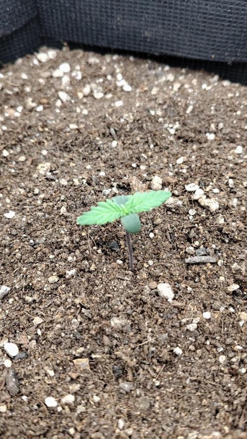 Terpgod Genetics Run. Week 1