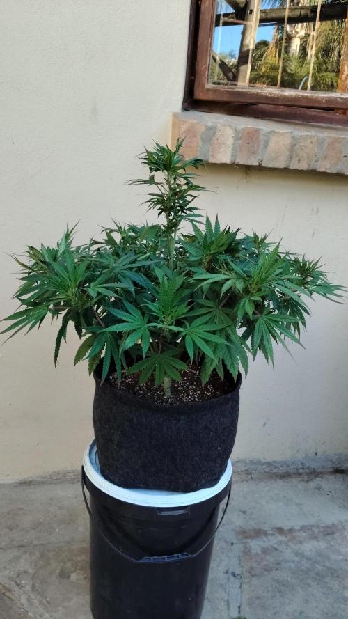 Papaya Sherbet. Week 10 - Will get a defoliation later