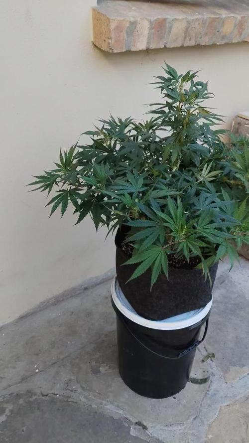 Papaya Sherbet