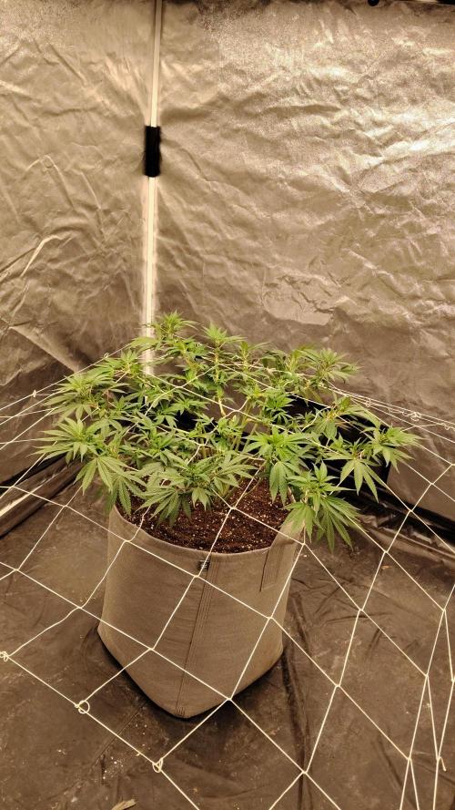 1.5x1.5x2. Week 12