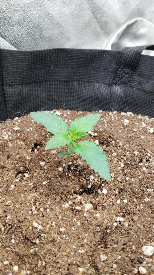 Terpgod Genetics Run. Week 3 - 15 liter bag 