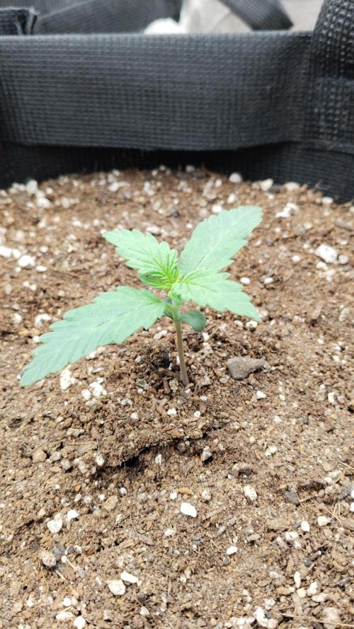 Terpgod Genetics Run. Week 3 - 15 liter bag 