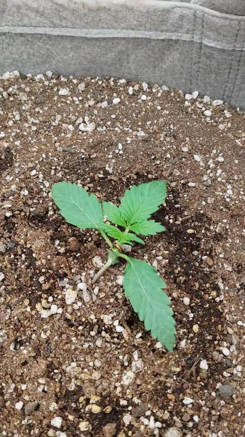 Terpgod Genetics Run