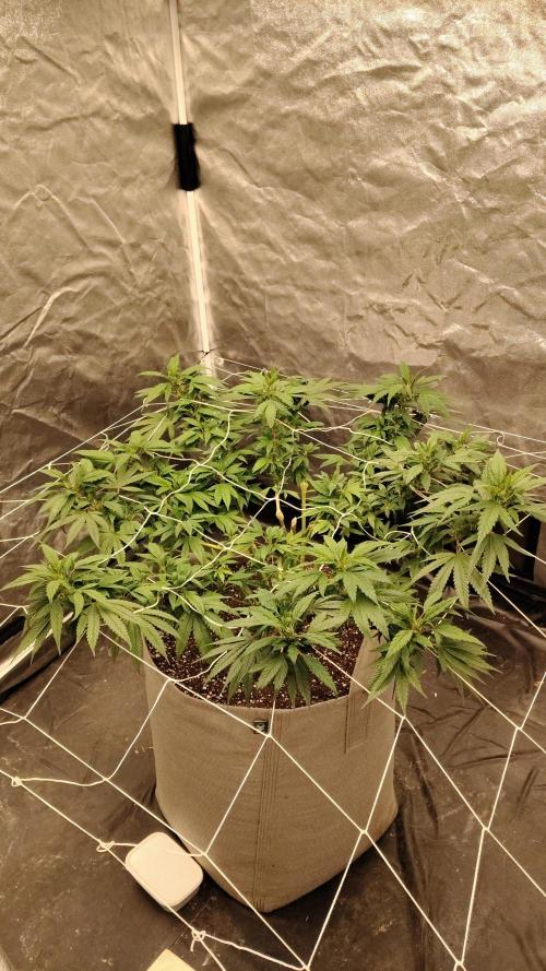 Papaya Sherbet. Week 13