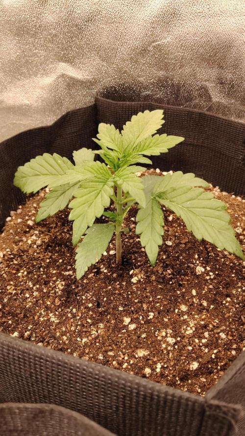 Terpgod Genetics Run. Week 3