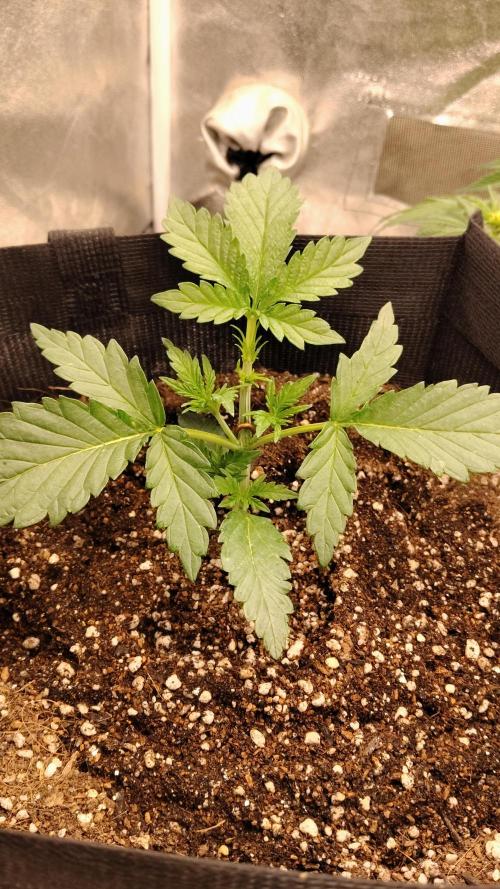 Terpgod Genetics Run. Week 3