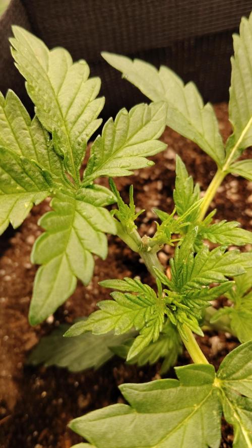 Terpgod Genetics Run. Week 3