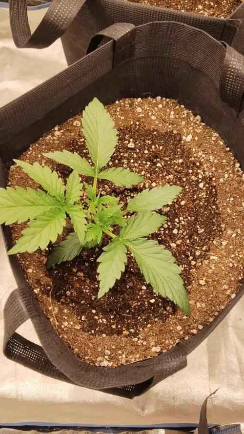 Terpgod Genetics Run
