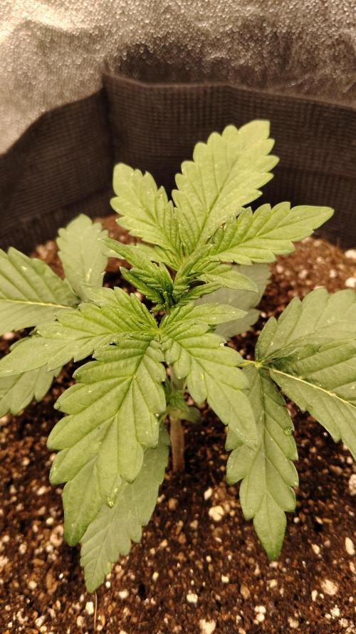 Terpgod Genetics Run. Week 3