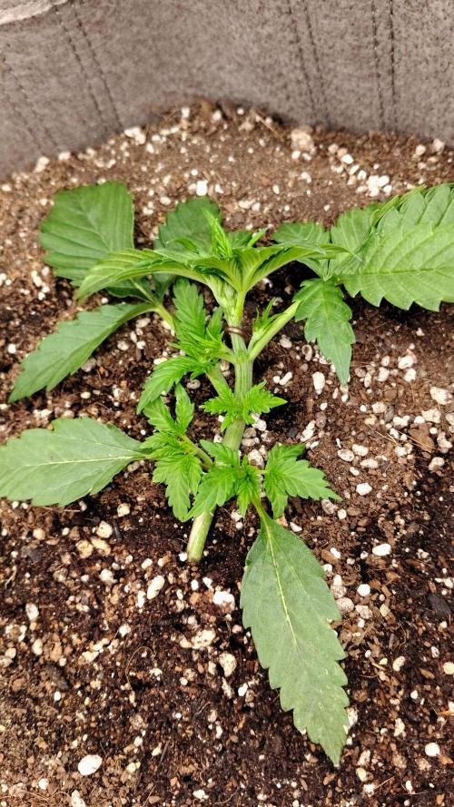 Terpgod Genetics Run. Week 3