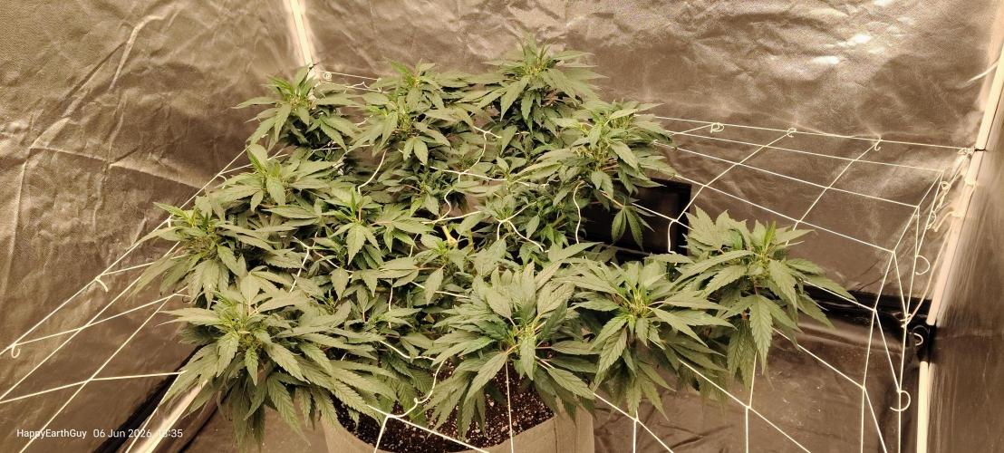 Papaya Sherbet. Week 14