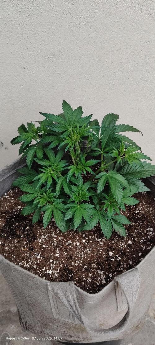 Terpgod Genetics Run. Week 4