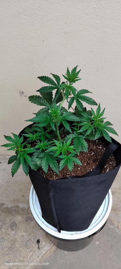 Terpgod Genetics Run. Week 4