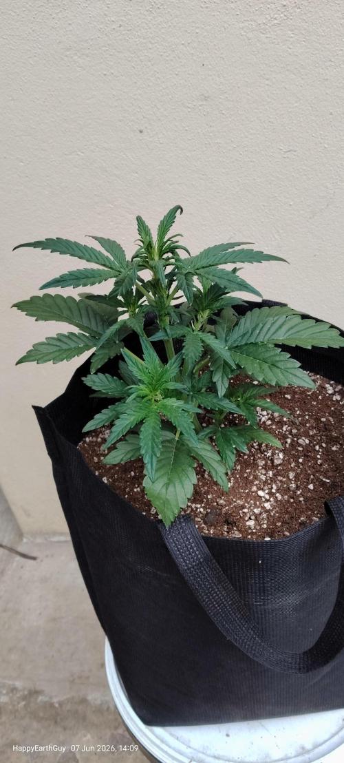 Terpgod Genetics Run. Week 4