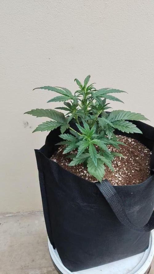 Terpgod Genetics Run