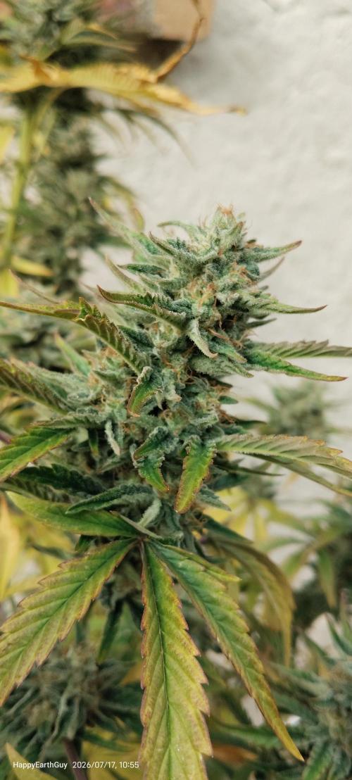Terpgod Genetics Run. Week 11