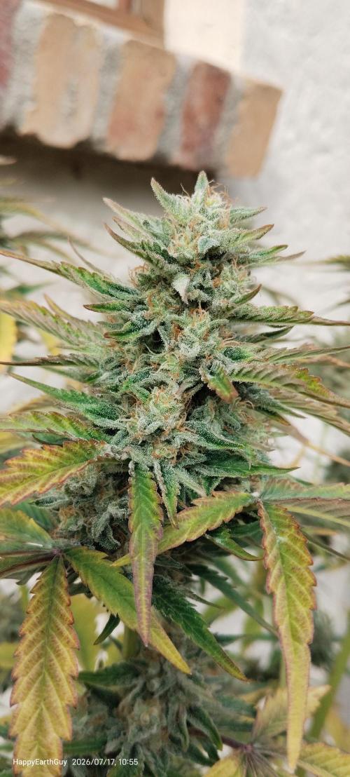 Terpgod Genetics Run. Week 11