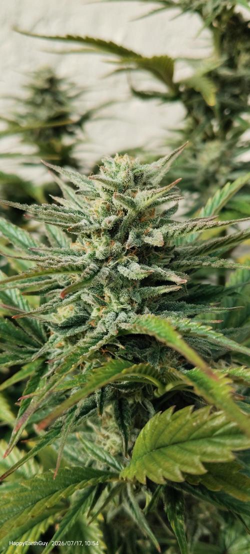 Terpgod Genetics Run. Week 11