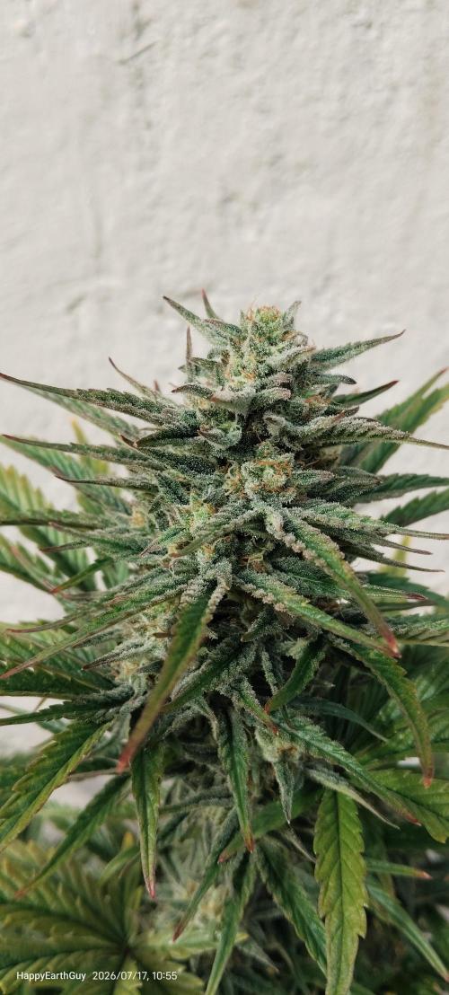 Terpgod Genetics Run. Week 11