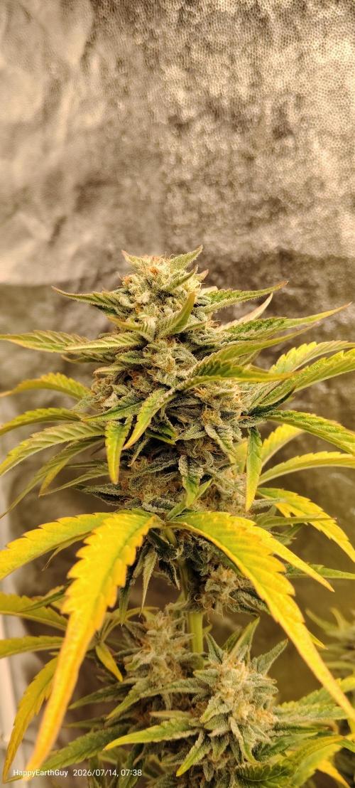 Terpgod Genetics Run. Week 11