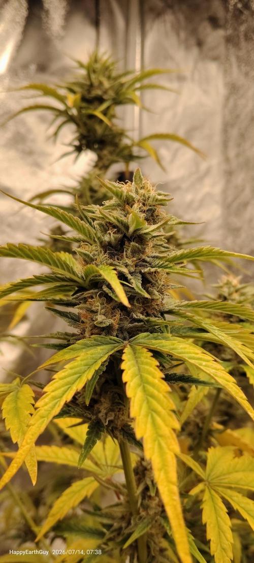 Terpgod Genetics Run. Week 11