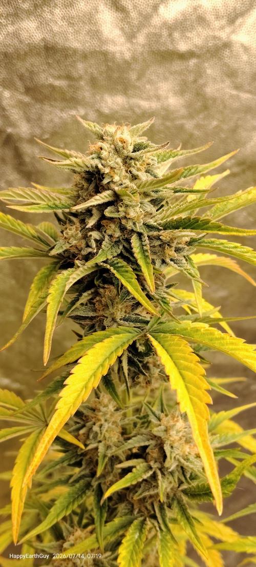 Terpgod Genetics Run. Week 11