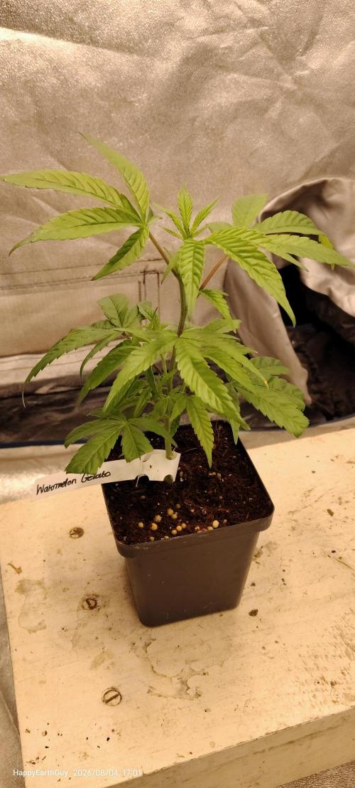 Watermelon Gelato. Week 1