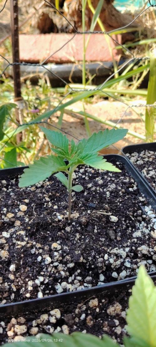 Terpgod Genetics Run. Week 2