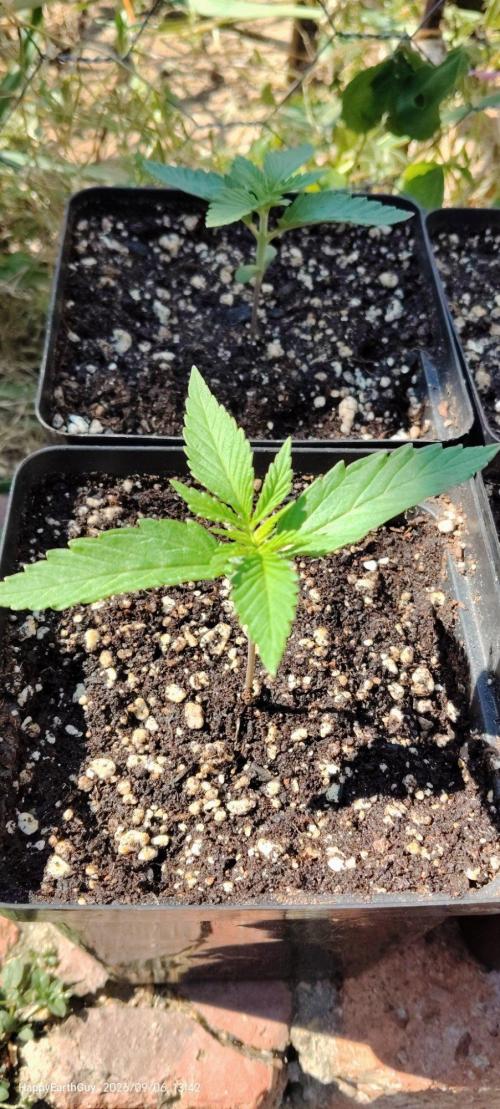 Terpgod Genetics Run. Week 2